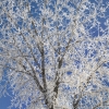 #0669 - Frosted Cottonwood, Colorado 2007
