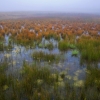 #1549 - Morning Fog, Wetlands, Fort Collins, Colorado 2008