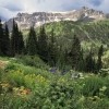 #D94 - Wildflowers at Yankee Boy Basin, Colorado 1994
