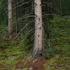 #D96 - Pine Tree, RMNP 1996