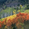 #J04 - Changing Coloras, McClure Pass, Colorado 2004