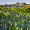 #L01 - Pagosa Peak & Wildflowers, San Juan Mountains, Colorado 2001