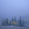 #M04 - Fog & Aspen, Maroon Creek, Colorado 2004