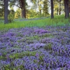 #N01 - Fields of Purple, Pagosa Springs, Colorado 2001