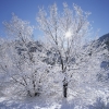 #N02 - Frosted Morning #2, Big Thompson Canyon, Colorado 2002