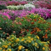 #FG02 - Flower Garden 2002