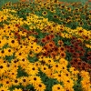 #SF02 - Sunflowers #1 2002
