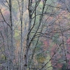 #0566 - Fall Colors #1 Berkshires, Massachusetts 2007