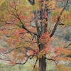 #0574 - Maple Tree #2, Massachusetts 2007