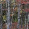 #0591 - Fall Colors #4, Massachusetts 2007