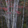 #0595 - Fall Colors #3, Massachusetts 2007