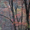 #P0565 - Fall Colors #2 Berkshires, Massachusetts 2007