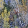 #3240 - Willows, Cimarron, Colorado 2012