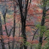 #P0565 - Fall Colors #2 Berkshires, Massachusetts 2007