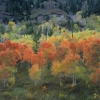 #PJ04 - Changing Coloras, McClure Pass, Colorado 2004