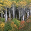 #PU05 - Fall Colors, McClure Pass, Colorado 2005