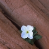 #Z99 - Flower & Rock, Arches National Park, Utah 1999
